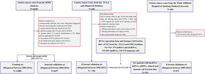 A nomogram model based on the number of examined lymph nodes–related signature to predict prognosis and guide clinical therapy in gastric cancer